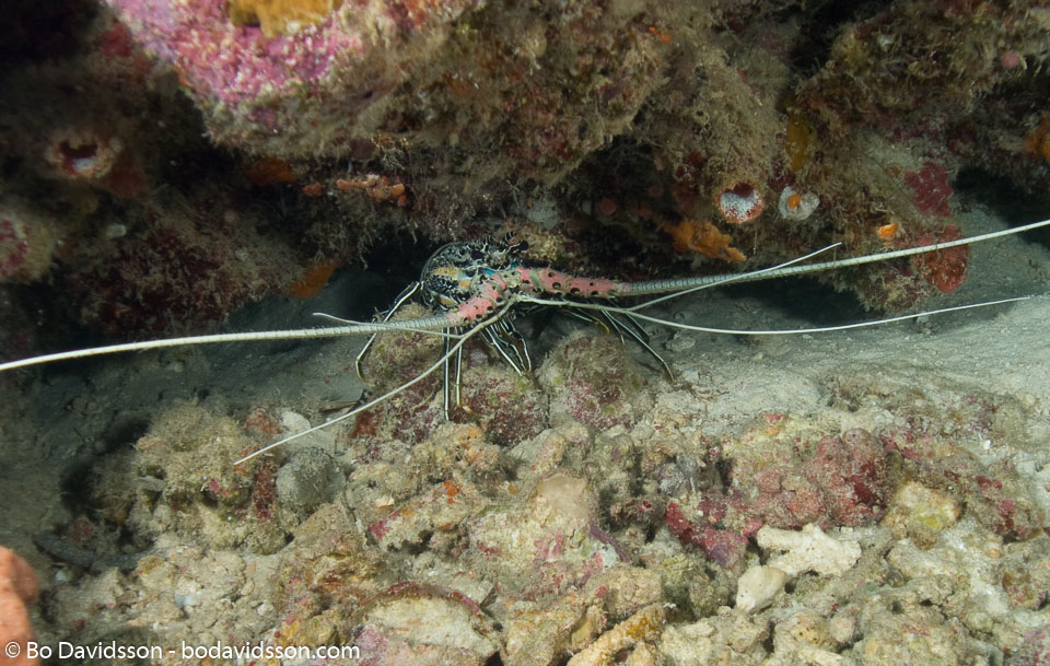 BD-080402-Bunaken-4020962-Panulirus-versicolor-(Latreille.-1804)-[Painted-spiny-lobster].jpg